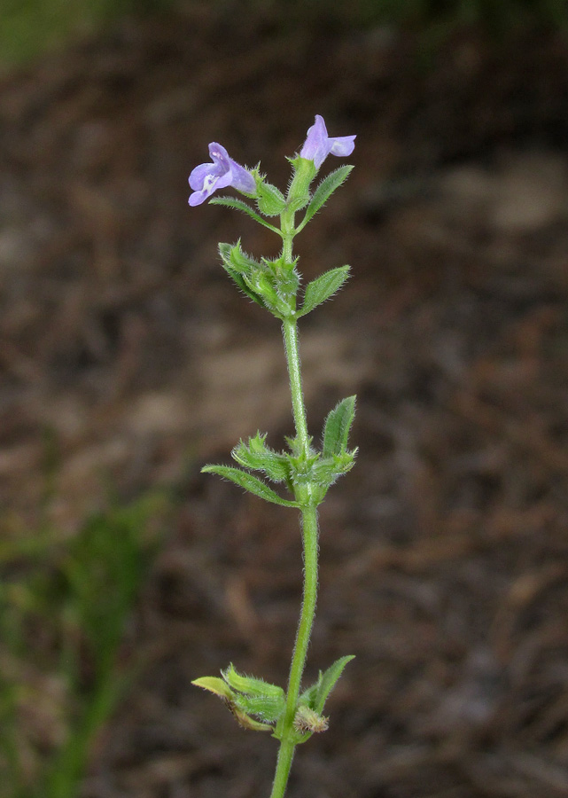 Изображение особи Ziziphora acinos.