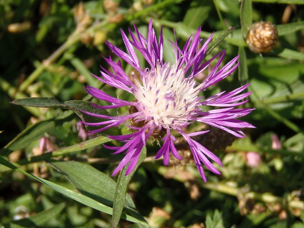 Image of Centaurea jacea ssp. substituta specimen.