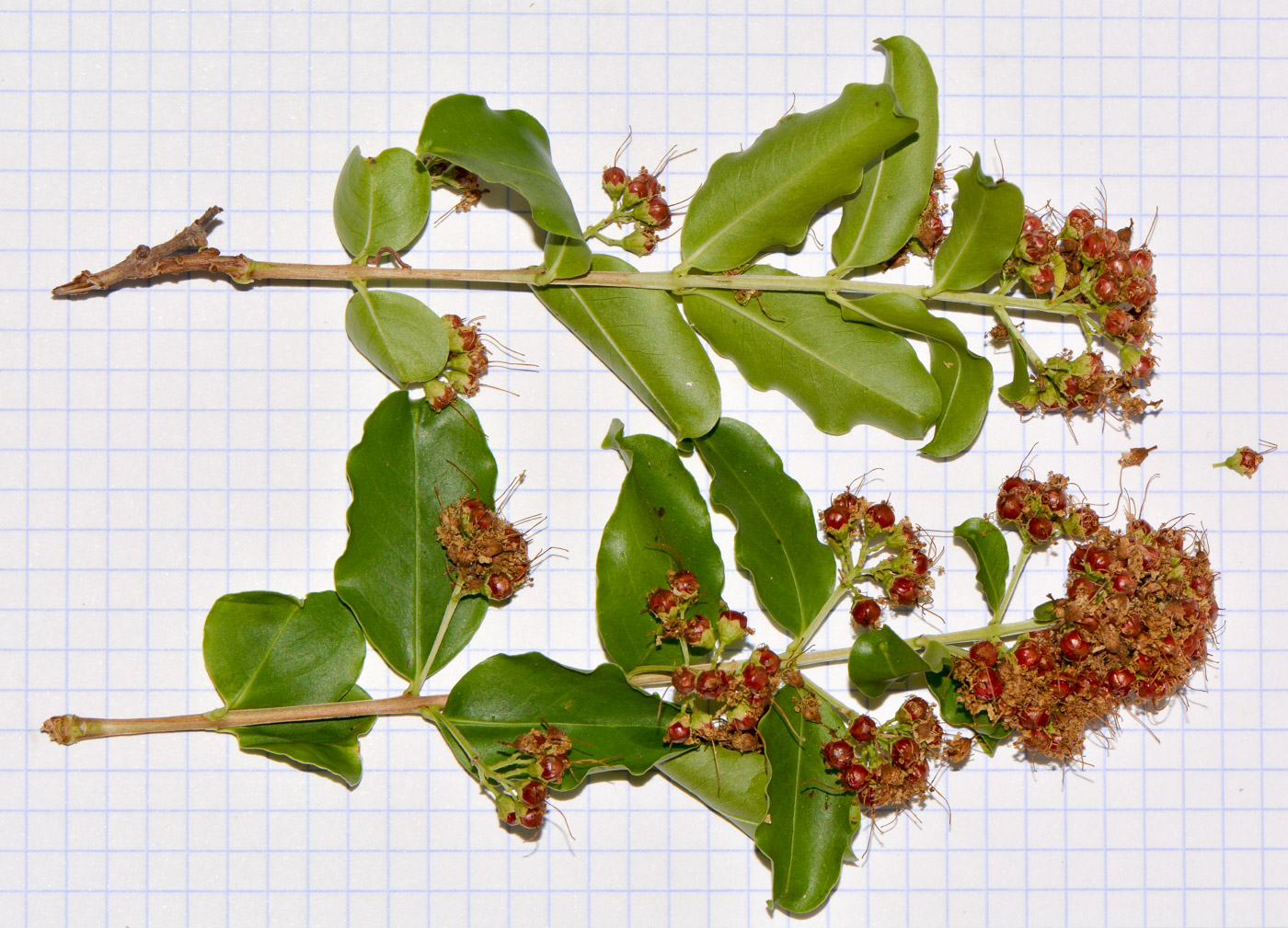 Image of Galpinia transvaalica specimen.