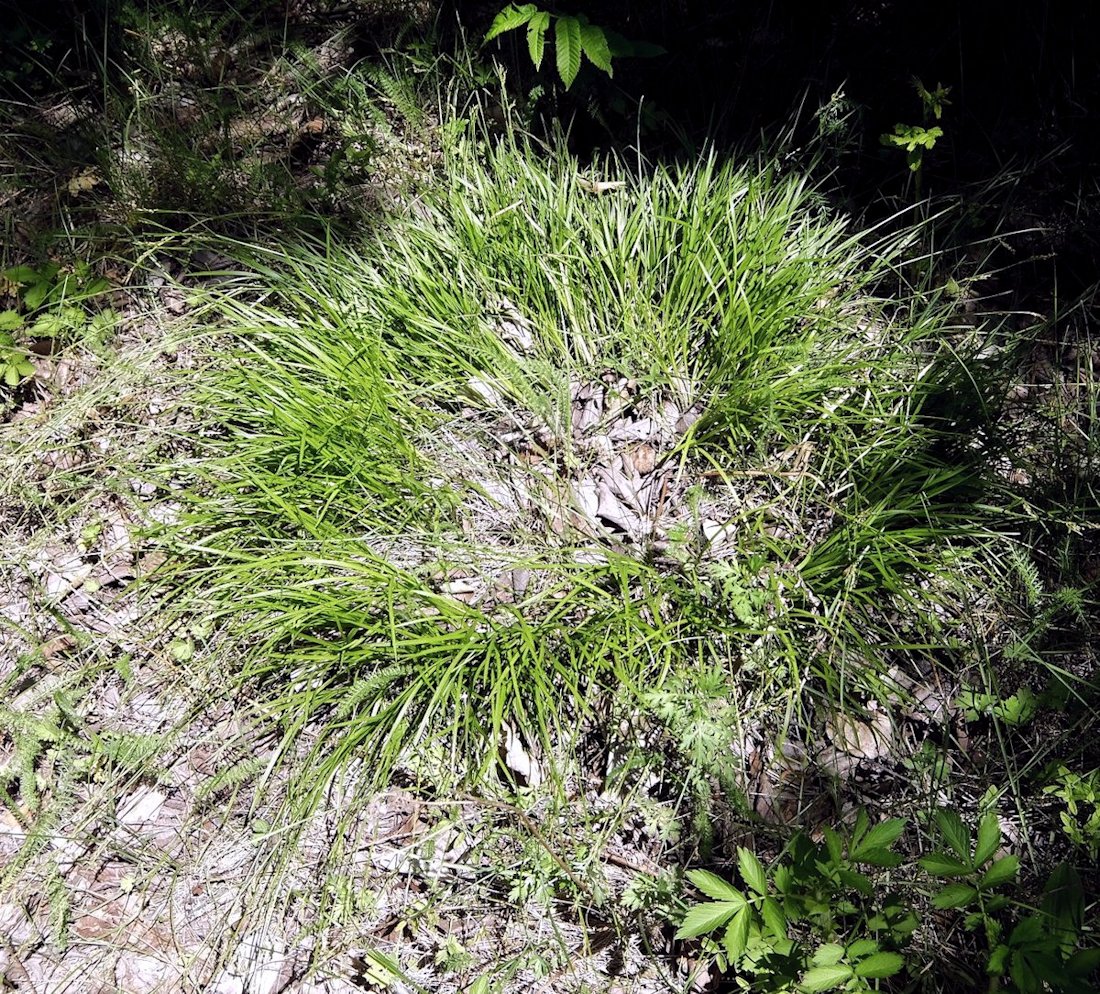 Image of Carex reventa specimen.