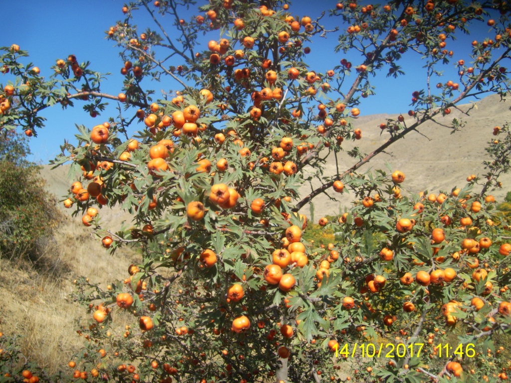 Image of Crataegus orientalis specimen.