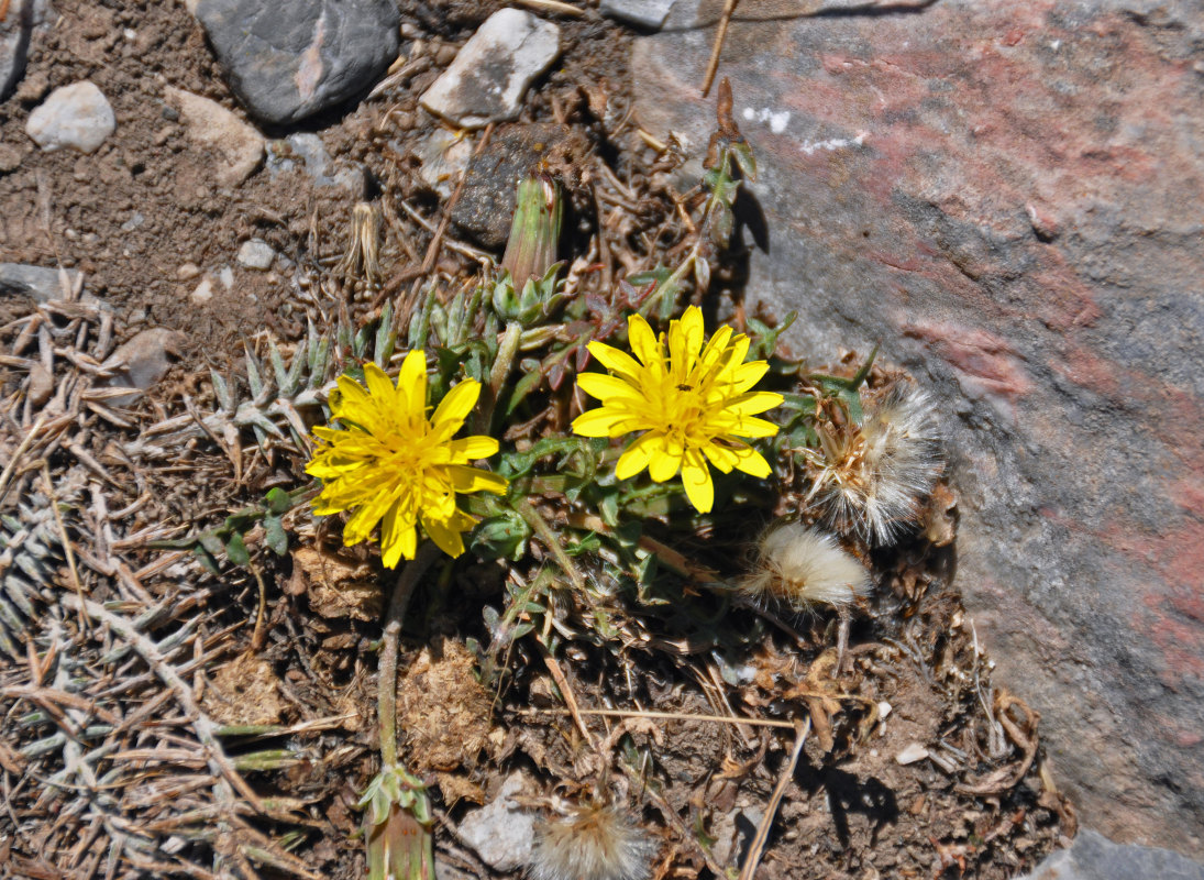 Image of genus Taraxacum specimen.