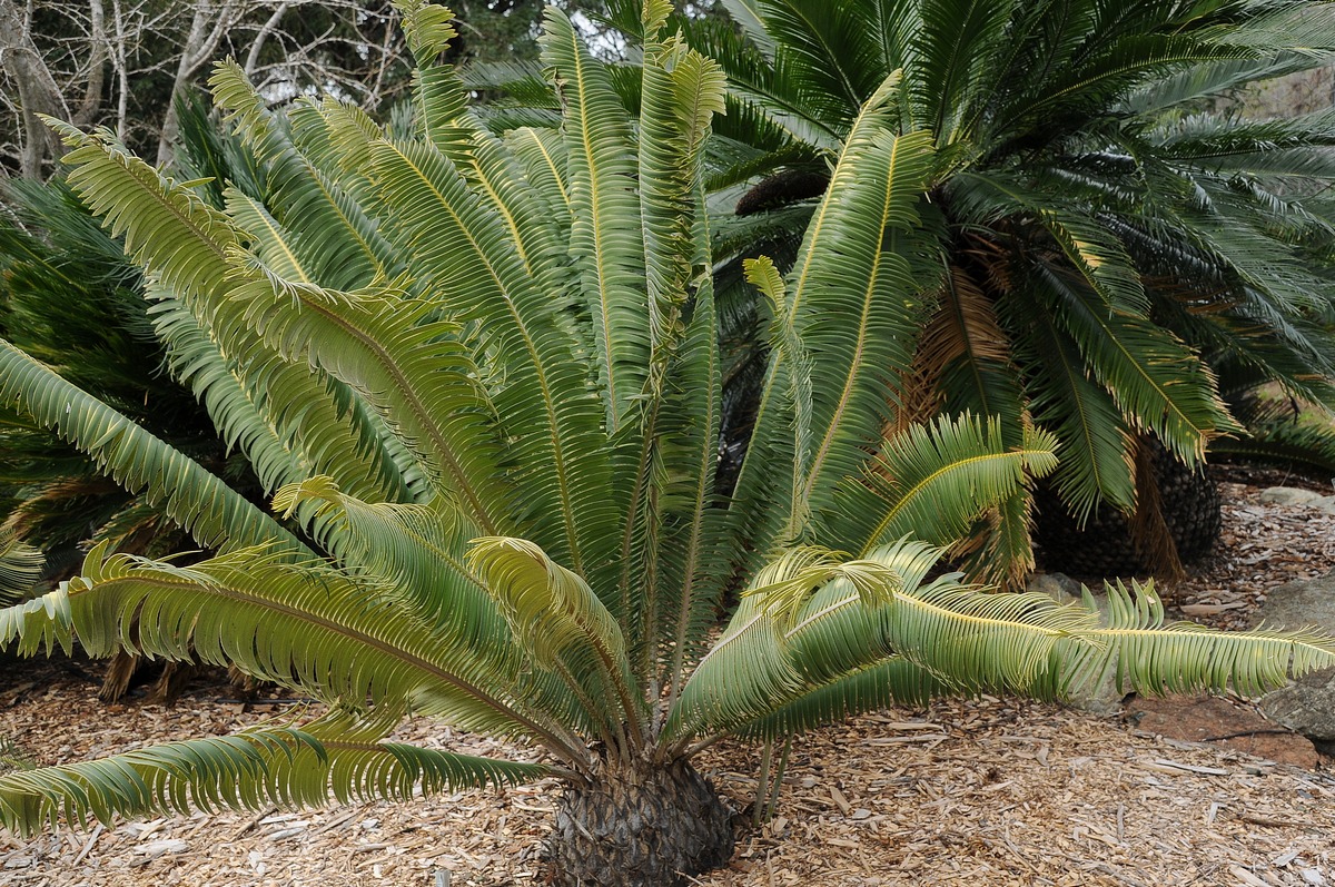 Image of Dioon holmgrenii specimen.