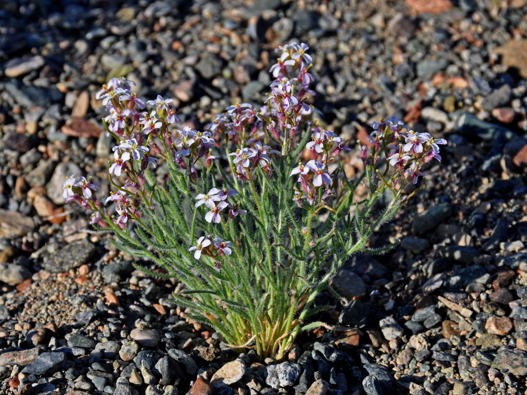 Image of Dontostemon senilis specimen.