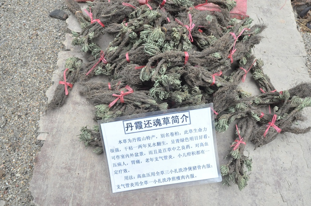 Image of Selaginella tamariscina specimen.