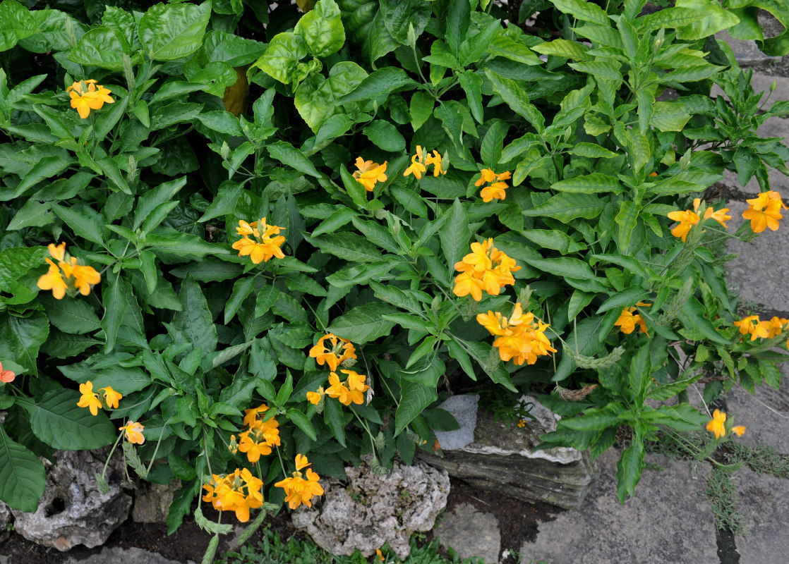 Image of Crossandra infundibuliformis specimen.