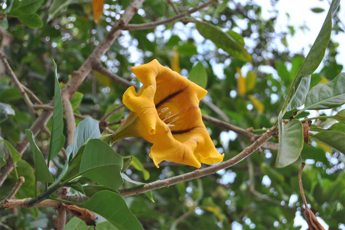 Image of Solandra maxima specimen.