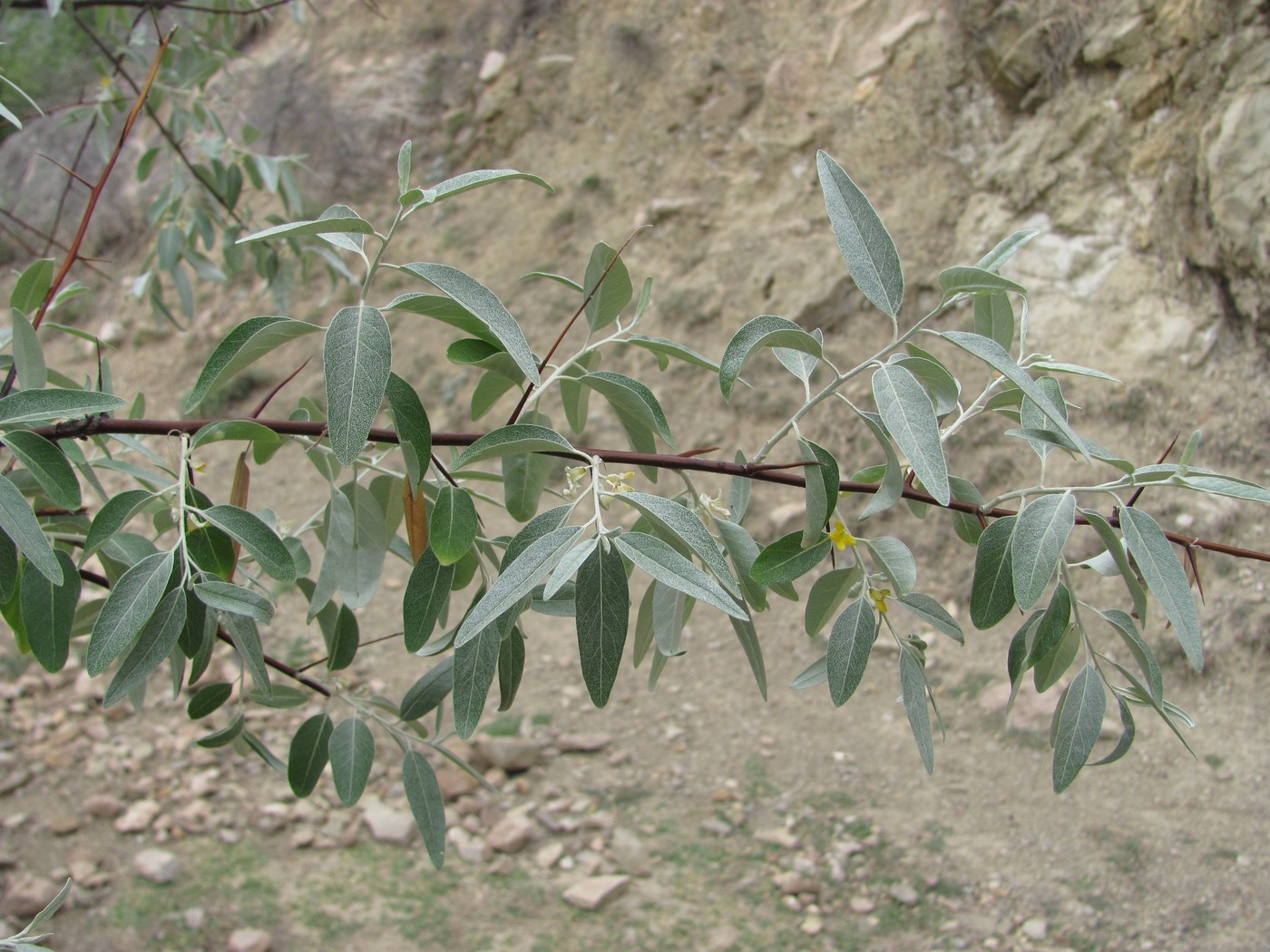 Image of Elaeagnus caspica specimen.