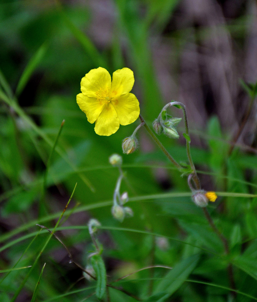 Изображение особи Helianthemum nummularium.