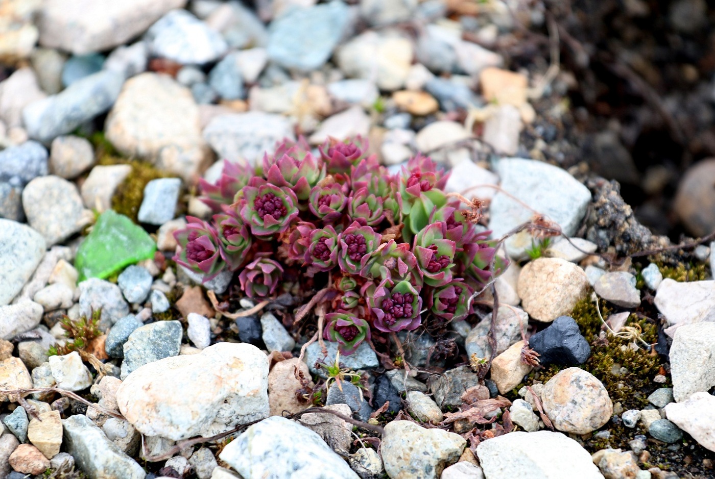 Image of Rhodiola integrifolia specimen.