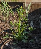 Ranunculus sceleratus. Цветущее растение. Пермский край, пос. Юго-Камский, частное подворье, сорное. 24 июня 2018 г.