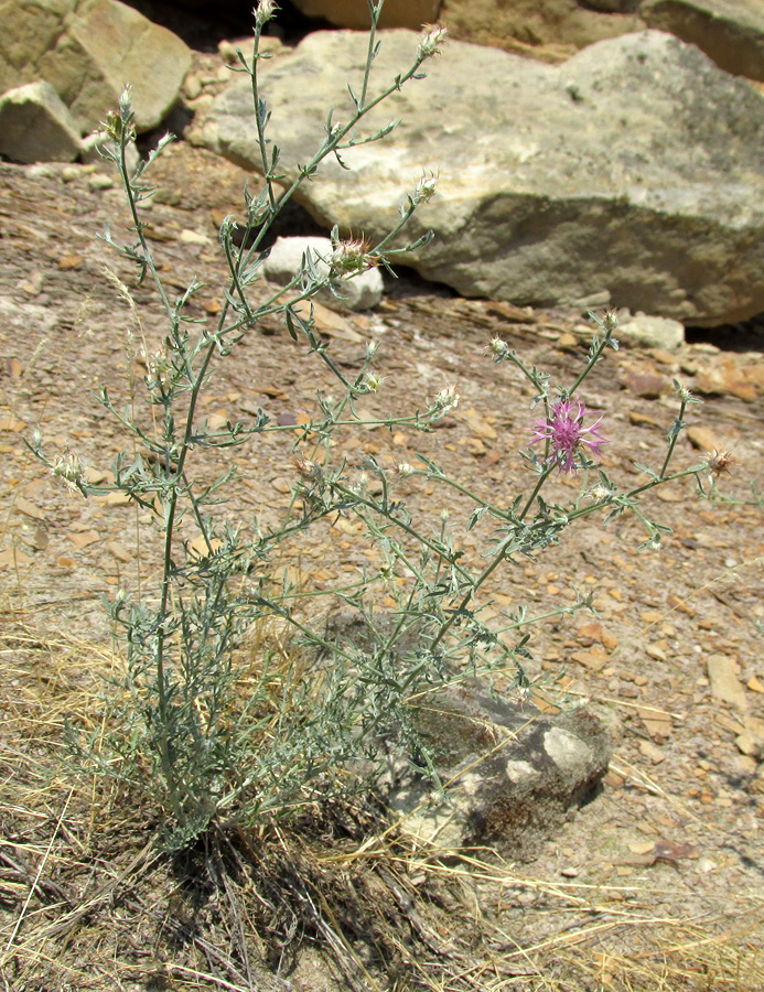 Image of Centaurea caspia specimen.