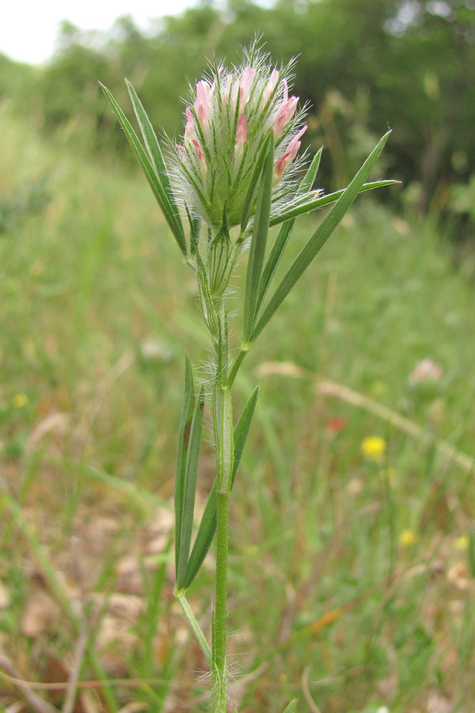 Image of Trifolium angustifolium specimen.