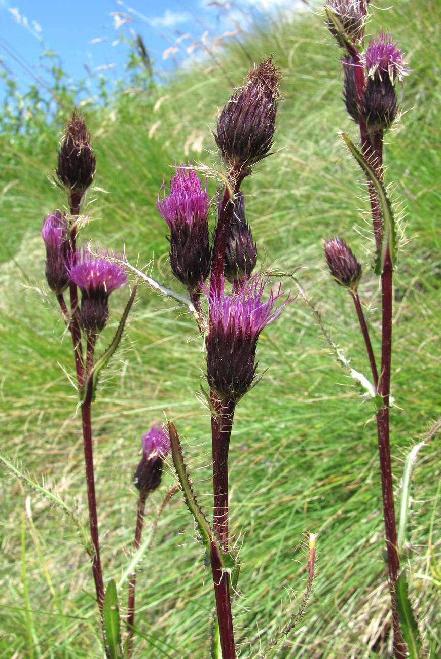 Изображение особи Cirsium simplex.