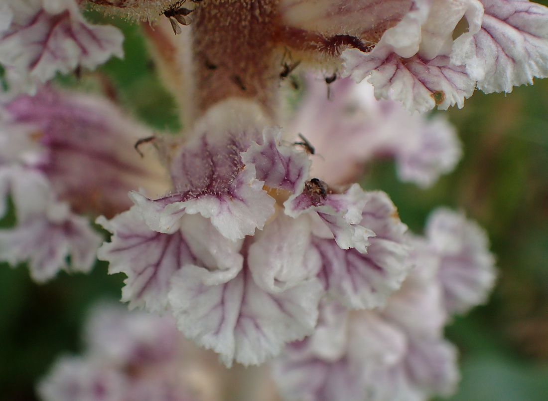 Image of Orobanche crenata specimen.