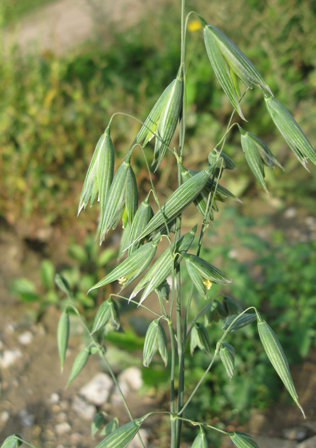 Image of Avena georgica specimen.