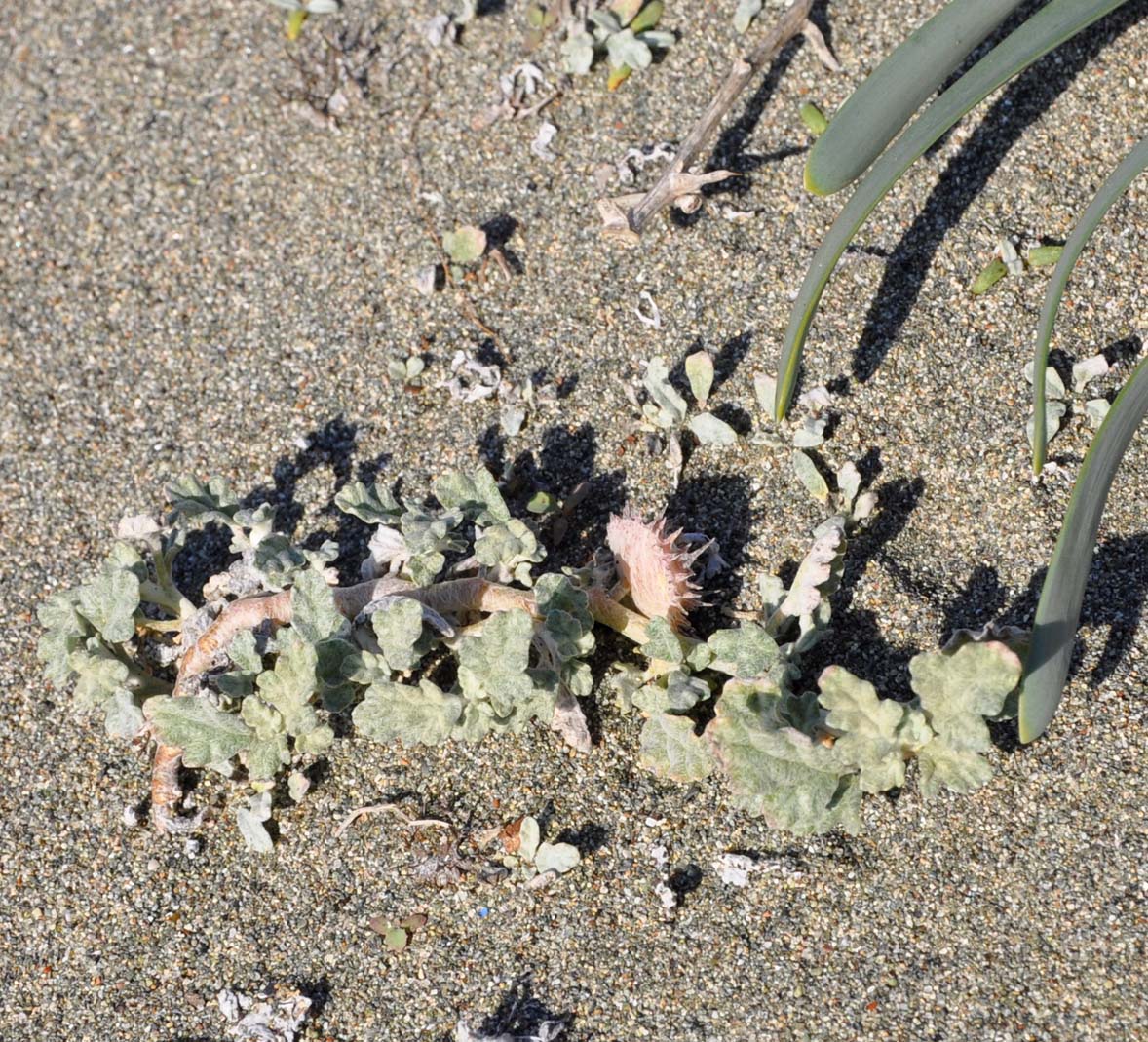 Image of Neurada procumbens specimen.