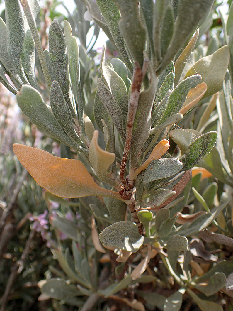 Image of Limoniastrum monopetalum specimen.