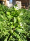 Stellaria neglecta