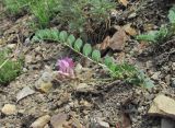 genus Astragalus. Цветущее растение. Дагестан, Унцукульский р-н, ок. 700 м н.у.м., каменистый склон Ирганайского вдхр. 03.06.2019.