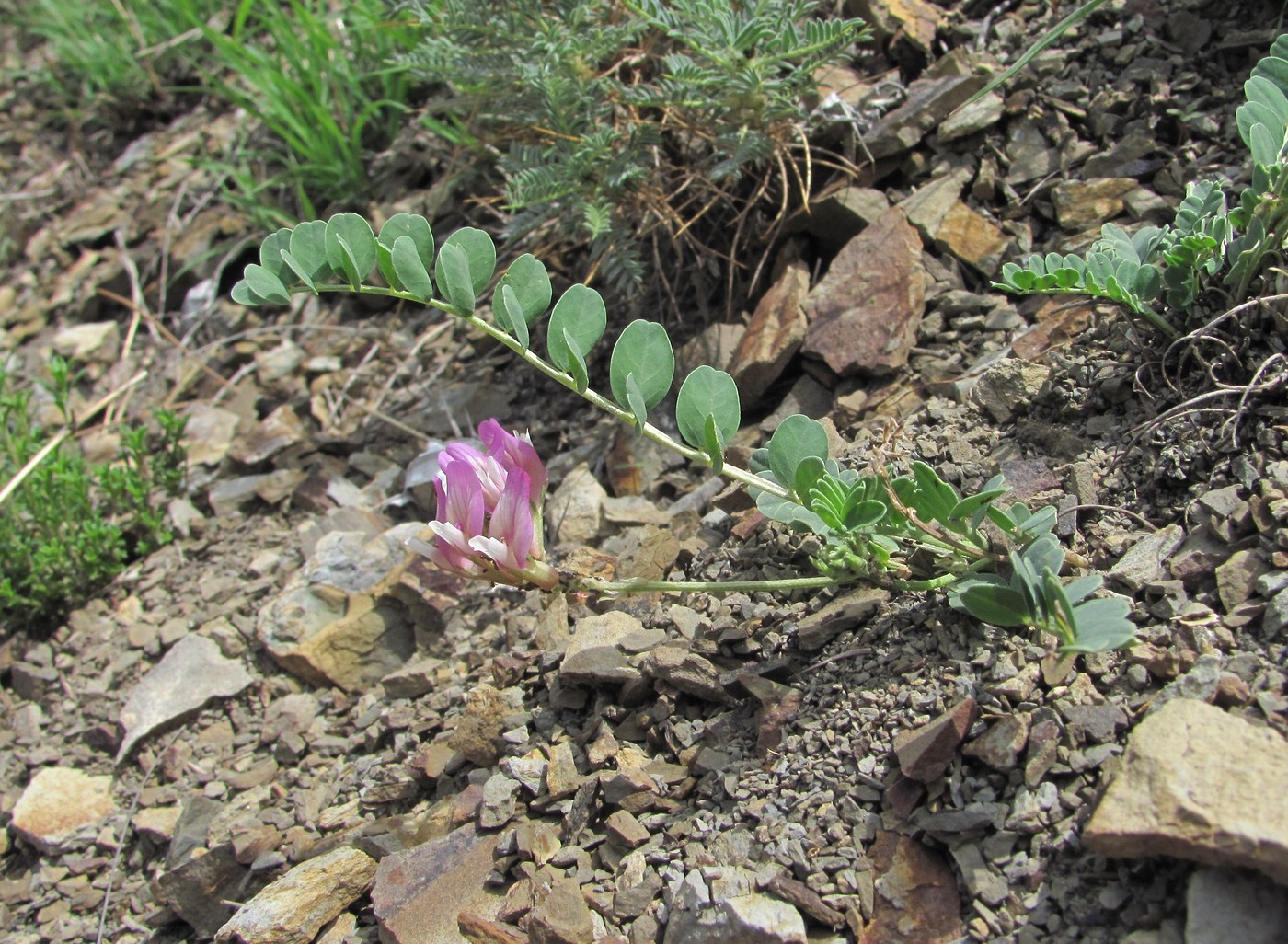 Image of genus Astragalus specimen.