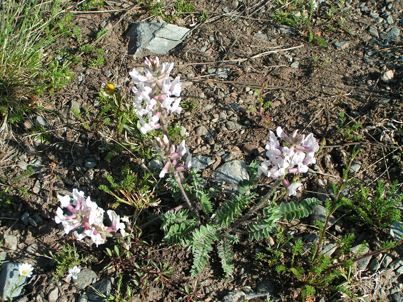 Image of Oxytropis ambigua specimen.