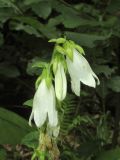 Campanula alliariifolia