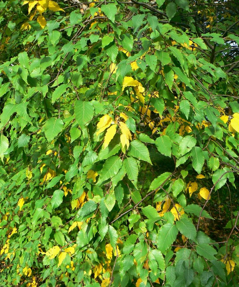 Image of Betula costata specimen.