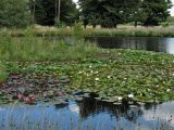 род Nymphaea. Цветущие растения. Нидерланды, провинция Drenthe, национальный парк Dwingelderveld, небольшое озеро. 18 июля 2010 г.