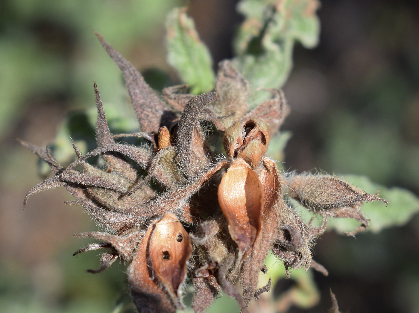 Image of Cistus crispus specimen.