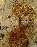 Ferulago galbanifera variety brachyloba