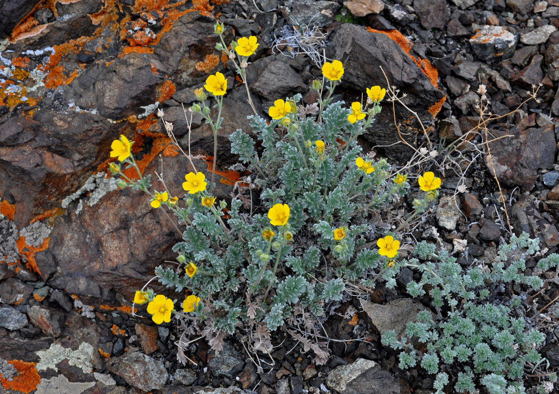 Изображение особи род Potentilla.