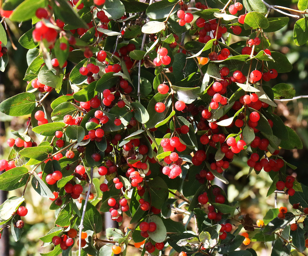 Image of Lonicera tatarica specimen.