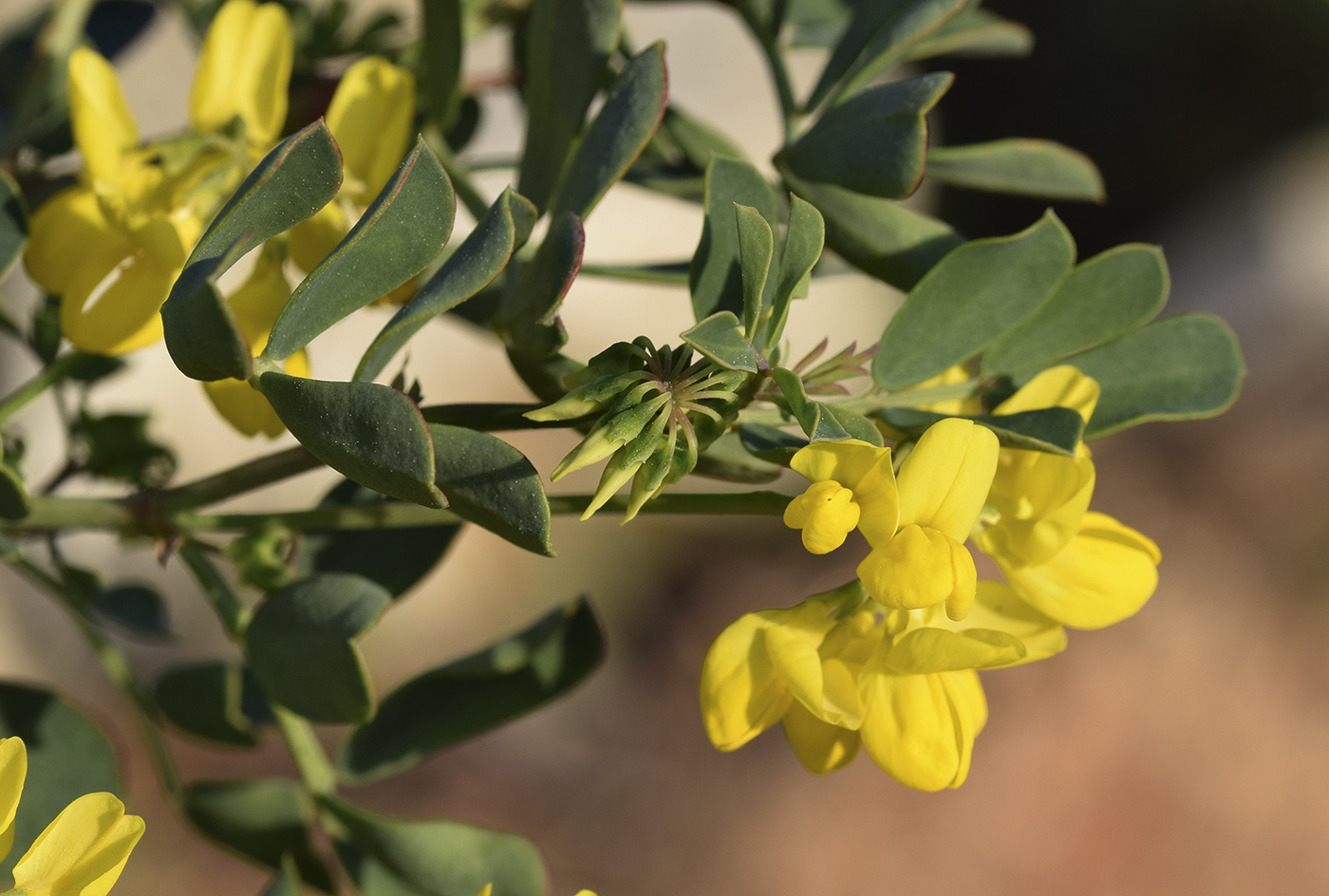 Изображение особи Coronilla valentina ssp. glauca.