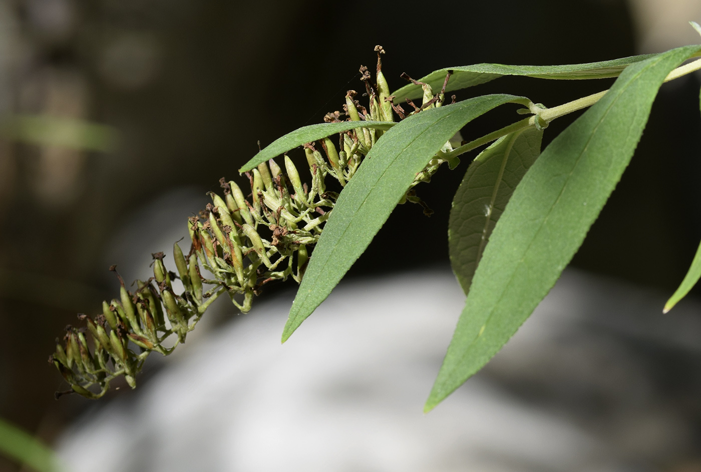 Изображение особи Buddleja davidii.