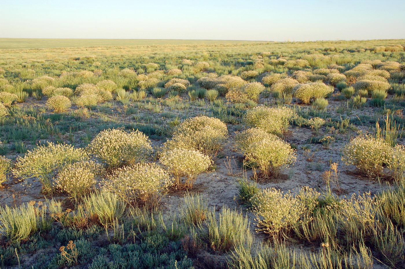 Image of Centaurea diffusa specimen.