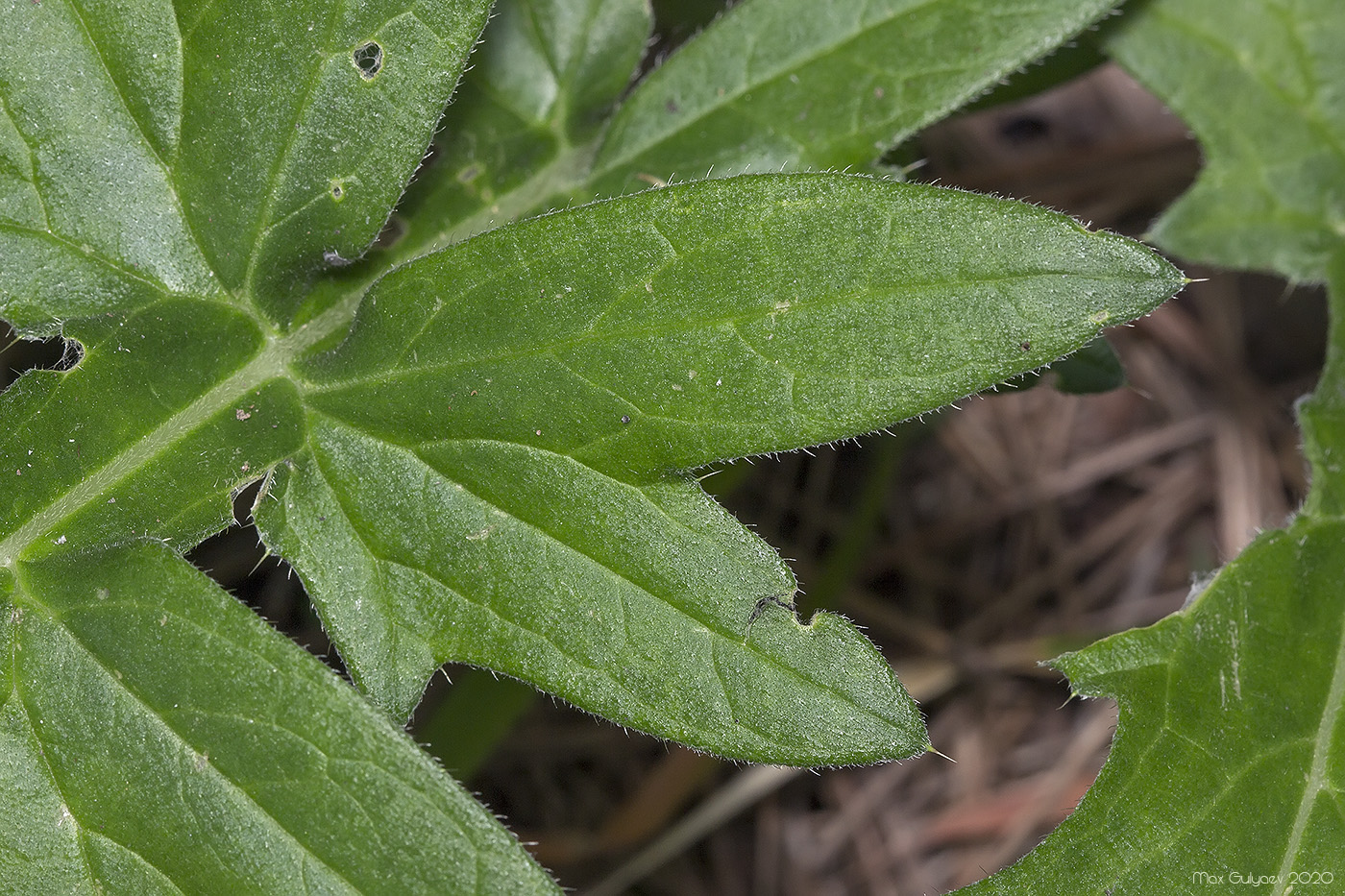 Image of familia Asteraceae specimen.