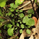 Cardamine regeliana. Прикорневые листья. Приморский край, окр. г. Владивосток, в зарослях тростника на песчаных отложениях в пойме реки. 19.05.2020.