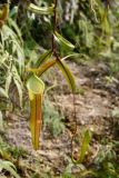 Nepenthes sanguinea