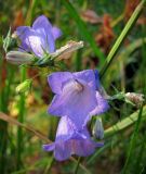 Campanula rotundifolia. Цветки. Челябинская область, хр. Большой Таганай. 28.07.2010.