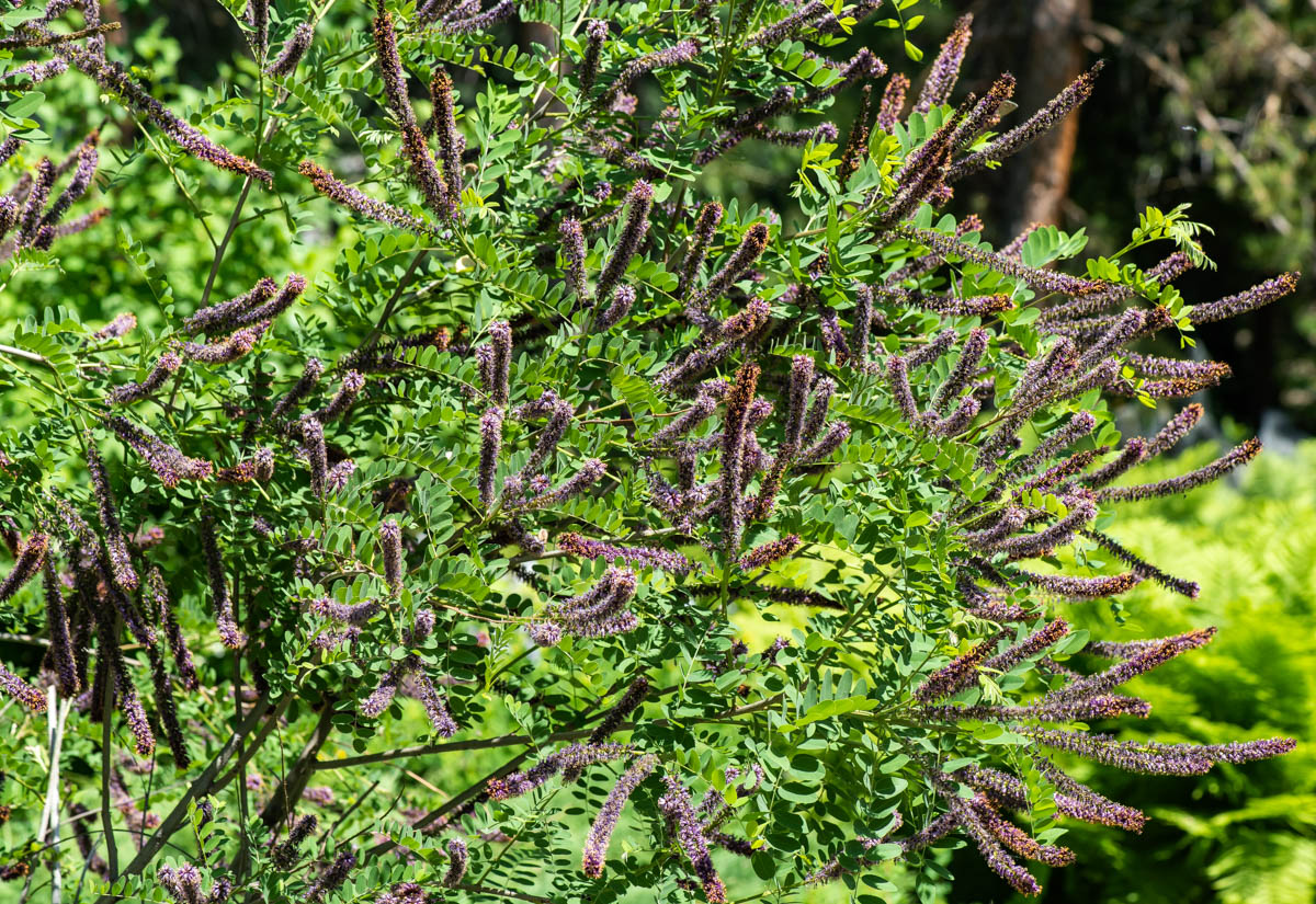 Изображение особи Amorpha fruticosa.