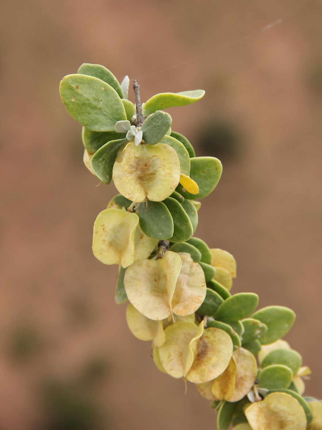 Изображение особи Zygophyllum atriplicoides.