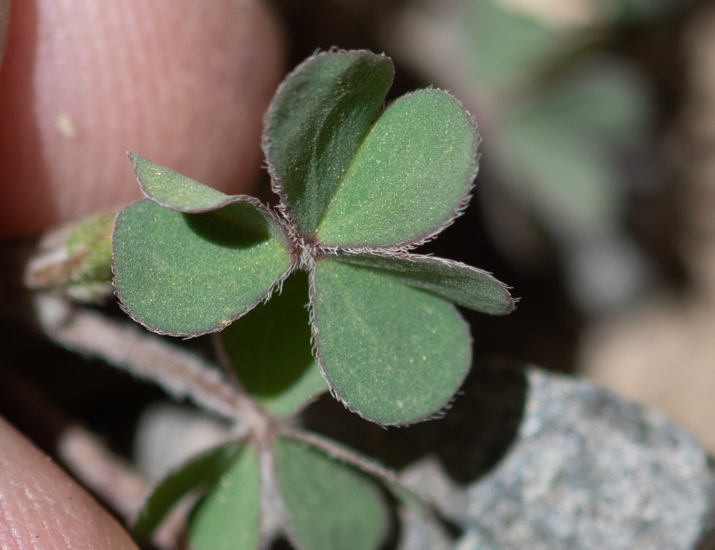 Image of genus Oxalis specimen.