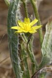 Scorzonera circumflexa. Цветущее растение. Пустыня Кызылкум. 04.05.2010.