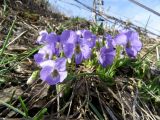 Viola hirta