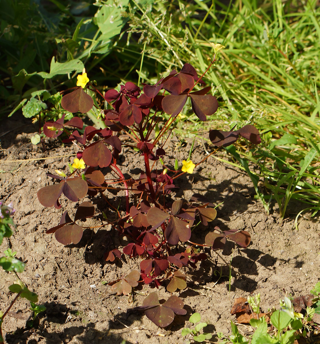 Изображение особи Oxalis stricta.