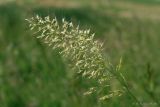 Trisetum flavescens. Соцветие. Тульская обл., пос. Дубна, ниже ул. Толстого, суходольный луг. 03.06.2011.