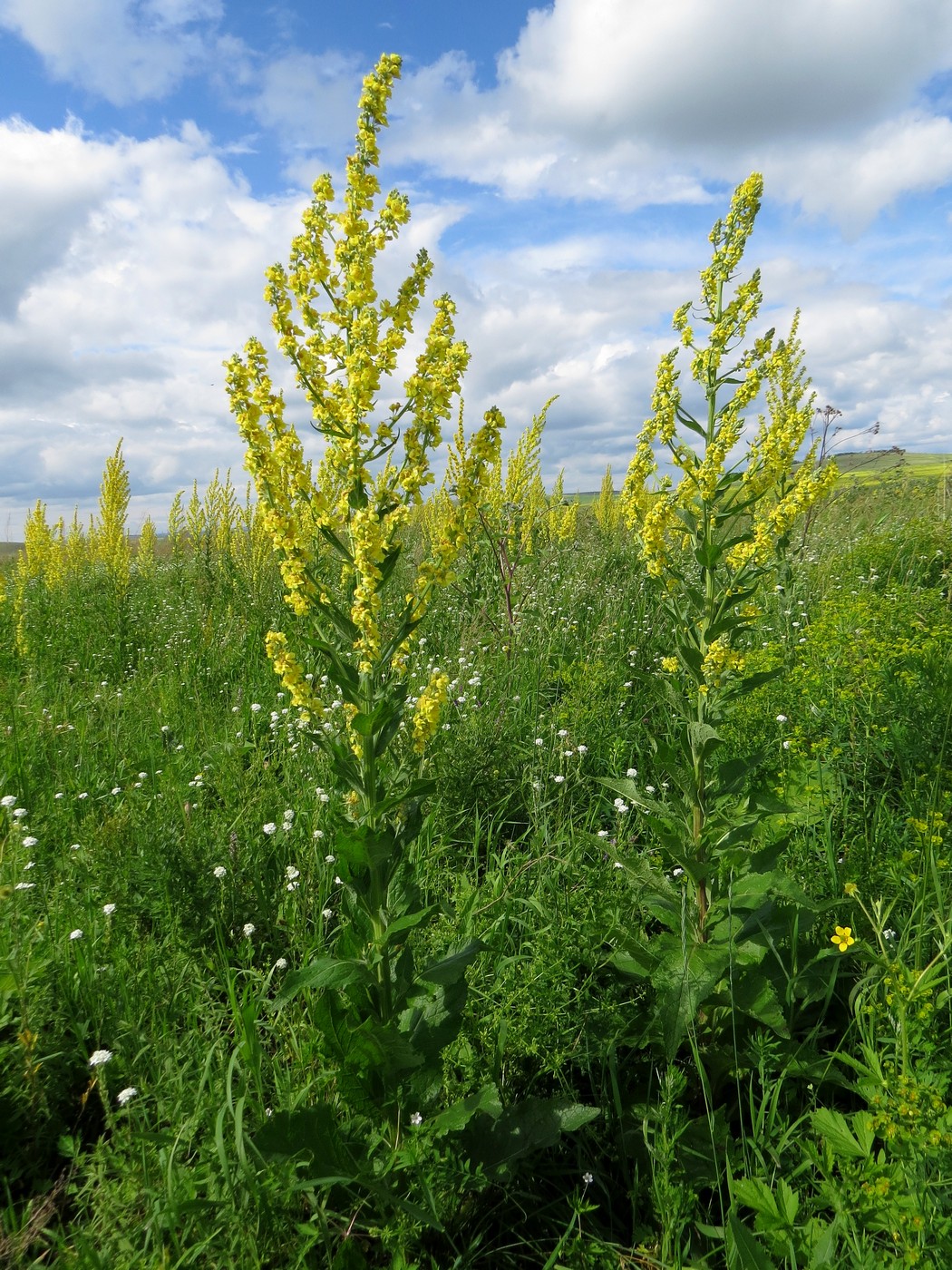 Image of Verbascum lychnitis specimen.