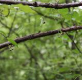 Vincetoxicum scandens. Верхушка цветущего растения. Крым, Бахчисарайский р-н, окр. с. Трудолюбовка, грабинниково-дубовый лес. 19.07.2010.