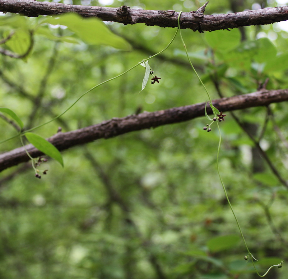 Image of Vincetoxicum scandens specimen.